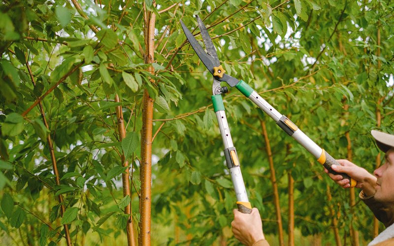 Tree trimming in Avondale, WV